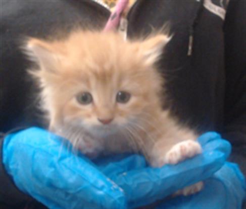Shelter Stray Male Cat last seen Near BLOCK W BAYAUD AVE, DENVER CO 80223, Denver, CO 80223