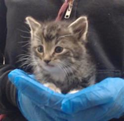 Shelter Stray Male Cat last seen Near BLOCK W BAYAUD AVE, DENVER CO 80223, Denver, CO 80223