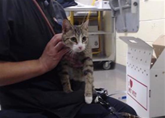 Shelter Stray Female Cat last seen Near BLOCK E ALAMEDA AVE, DENVER CO 80230, Denver, CO 80223