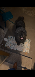 Lost Male Dog last seen Austin middle school , Amarillo, TX 79101