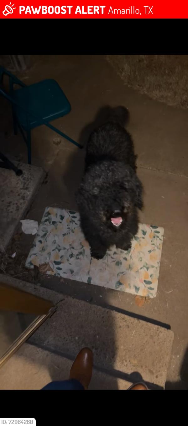 Lost Male Dog last seen Austin middle school , Amarillo, TX 79101