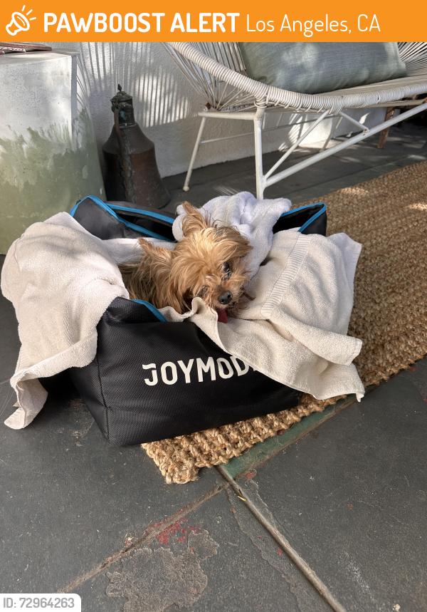 Found/Stray Male Dog last seen Near freeway underpass at La Brea, Los Angeles, CA 90018
