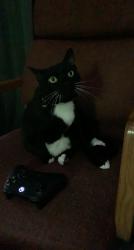 Lost Male Cat last seen Cherry Street, Marion, OH 43302