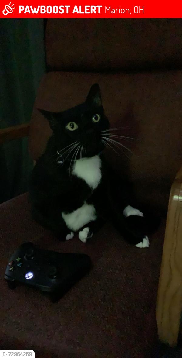 Lost Male Cat last seen Cherry Street, Marion, OH 43302