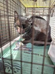 Shelter Stray Male Cat last seen DAHLGREEN AVE, San Antonio, TX 78227