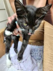 Shelter Stray Female Cat last seen Near BLOCK LEE TREVINO, San Antonio, TX 78227