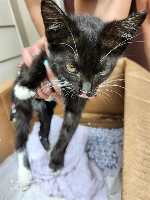 Shelter Stray Female Cat last seen Near BLOCK LEE TREVINO, San Antonio, TX 78227