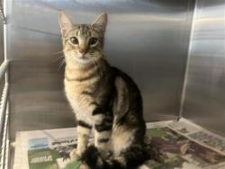 Shelter Stray Unknown Cat last seen COMPLEX AT 5420 CALLAGHAN, San Antonio, TX 78227