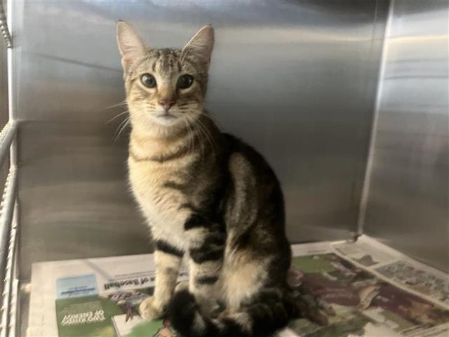 Shelter Stray Unknown Cat last seen COMPLEX AT 5420 CALLAGHAN, San Antonio, TX 78227