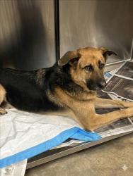 Shelter Stray Male Dog last seen , Chatsworth, CA 91311