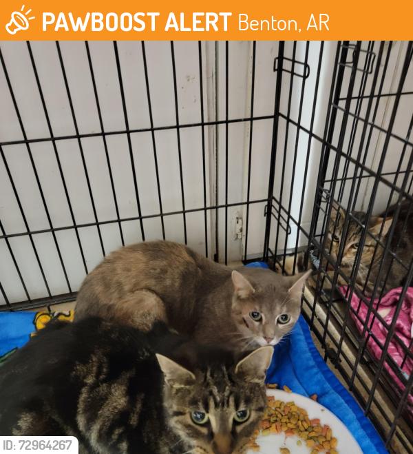 Found/Stray Female Cat last seen Military road , Benton, AR 72018