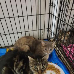 Found/Stray Female Cat last seen Military road , Benton, AR 72018