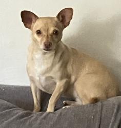 Lost Female Dog last seen 5th & Iron & 6th st , Albuquerque, NM 87102