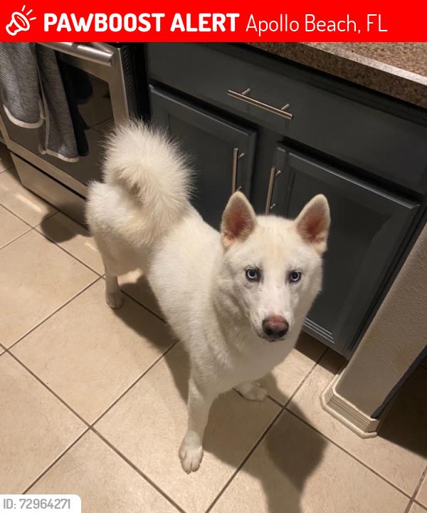 Lost Male Dog last seen 19th Ave NW, Apollo Beach, FL 33572