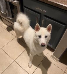 Lost Male Dog last seen 19th Ave NW, Apollo Beach, FL 33572