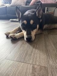 Found/Stray Female Dog last seen Melissa road & co rd 277, Melissa, TX 75454