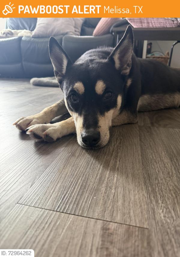 Found/Stray Female Dog last seen Melissa road & co rd 277, Melissa, TX 75454