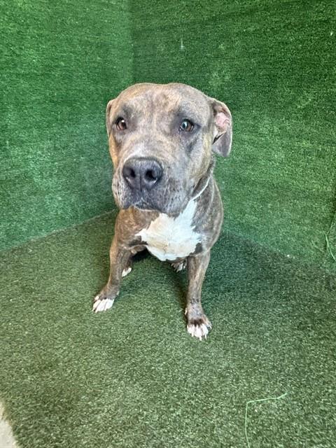 Shelter Stray Female Dog last seen , Quartz Hill, CA 93536