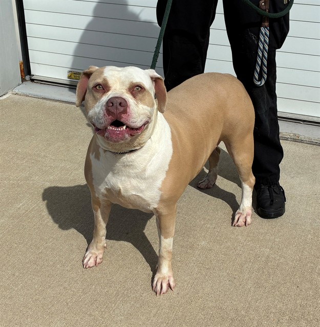 Shelter Stray Female Dog last seen Near BLOCK CIRCLE VALLEY DR, Watterson Park, KY 40218