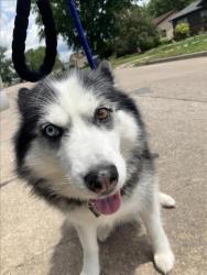 Shelter Stray Female Dog last seen Near BLOCK W RITA ST, WICHITA KS 67213, Wichita, KS 67219