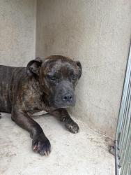 Shelter Stray Unknown Dog last seen Near BLOCK N TAMARISK DR OKC 73120, Oklahoma City, OK 73129