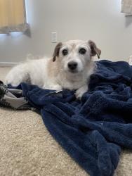 Reunited Female Dog last seen Near Mitc Dr, Wichita, KS 67210, USA, Wichita, KS 67210