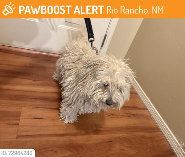 Found/Stray Male Dog last seen Rockaway and Northern, Rio Rancho, NM 87124