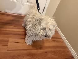 Found/Stray Male Dog last seen Rockaway and Northern, Rio Rancho, NM 87124