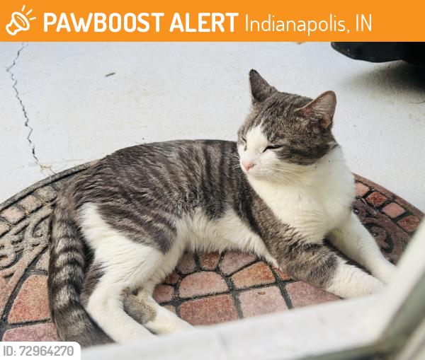 Found/Stray Male Cat last seen Cobblestone and E 75th St (Oaklandon), Indianapolis, IN 46236