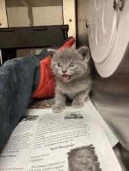 Shelter Stray Female Cat last seen Near BLOCK E PINE MEADOW CT, WICHITA KS 67206, Wichita, KS 67219