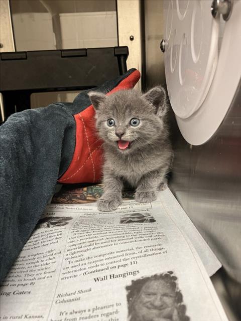 Shelter Stray Female Cat last seen Near BLOCK E PINE MEADOW CT, WICHITA KS 67206, Wichita, KS 67219