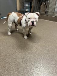 Shelter Stray Male Dog last seen Near BLOCK N GROVE ST, WICHITA KS 67219, Wichita, KS 67219
