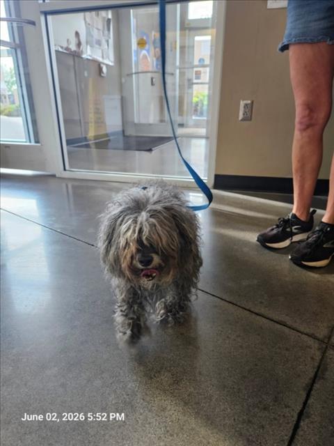 Shelter Stray Male Dog last seen Near BLOCK N WEBB RD, WICHITA KS 67226, Wichita, KS 67219
