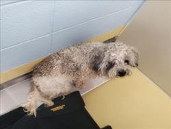 Shelter Stray Male Dog last seen Near BLOCK W 21ST ST N, WICHITA KS 67205, Wichita, KS 67219
