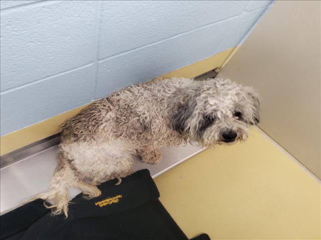 Shelter Stray Male Dog last seen Near BLOCK W 21ST ST N, WICHITA KS 67205, Wichita, KS 67219