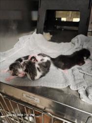 Shelter Stray Unknown Cat last seen Near BLOCK E MEMPHIS ST, WICHITA KS 67220, Wichita, KS 67219