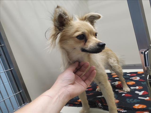 Shelter Stray Female Dog last seen Near BLOCK N MERIDIAN AVE, WICHITA KS 67203, Wichita, KS 67219