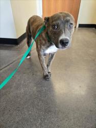 Shelter Stray Female Dog last seen Near BLOCK S HILLSIDE AVE, WICHITA KS 67211, Wichita, KS 67219