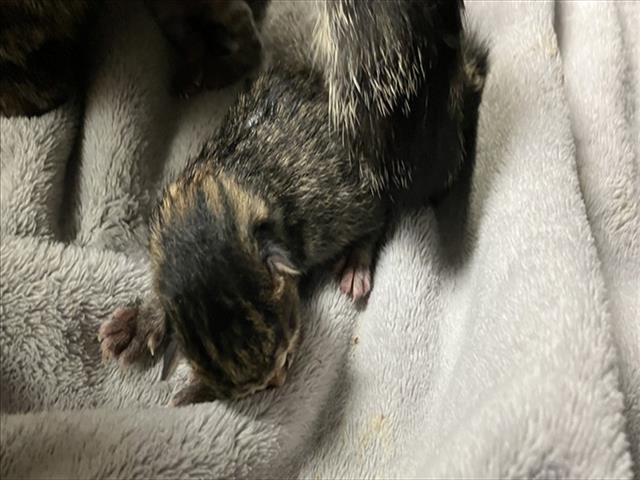 Shelter Stray Unknown Cat last seen Near BLOCK E SEQUOYA DR KS 0, Wichita, KS 67219
