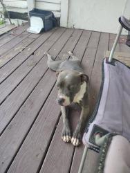 Found/Stray Female Dog last seen Between austin Street and sabine, Cleburne, TX 76031