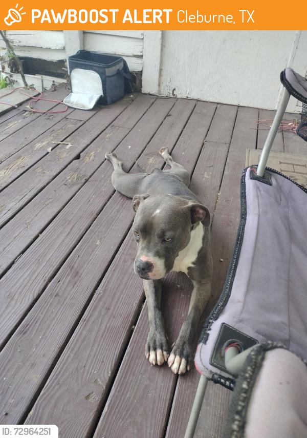 Found/Stray Female Dog last seen Between austin Street and sabine, Cleburne, TX 76031