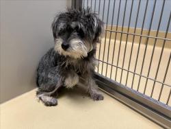 Shelter Stray Male Dog last seen Near BLOCK E HARRY ST, WICHITA KS 67218, Wichita, KS 67219