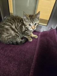 Shelter Stray Unknown Cat last seen Near BLOCK S DECKER ST, WICHITA KS 67235, Wichita, KS 67219