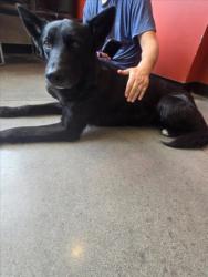 Shelter Stray Male Dog last seen Near BLOCK S MERIDIAN AVE, WICHITA KS 67213, Wichita, KS 67219
