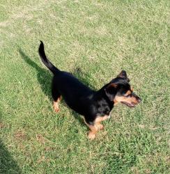 Lost Female Dog last seen Medina st, San Angelo, TX 76905