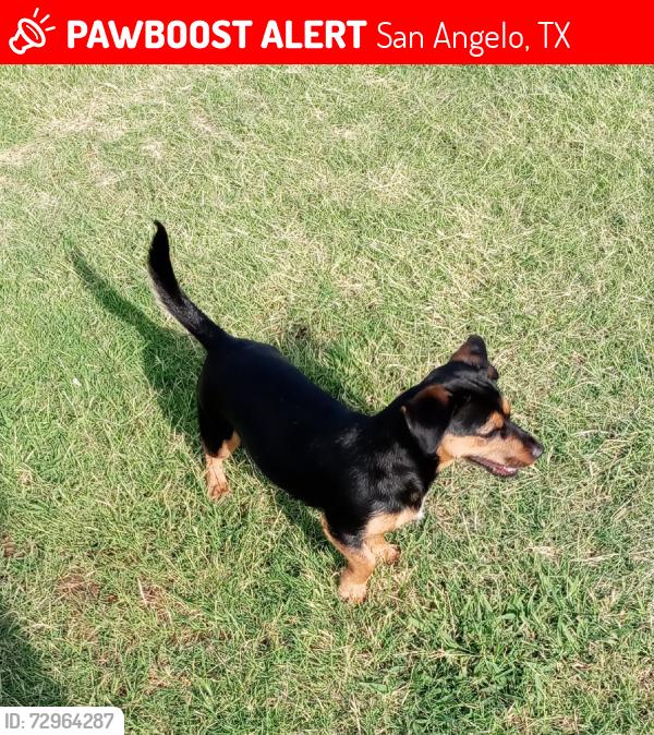 Lost Female Dog last seen Medina st, San Angelo, TX 76905
