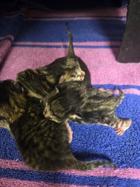 Shelter Stray Unknown Cat last seen Near BLOCK E SEQUOYA DR KS 0, Wichita, KS 67219