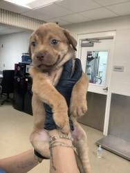 Shelter Stray Female Dog last seen Lubbock, TX 79412, Fort Worth, TX 76119