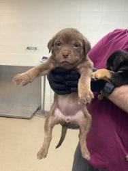 Shelter Stray Female Dog last seen Lubbock, TX 79412, Fort Worth, TX 76119