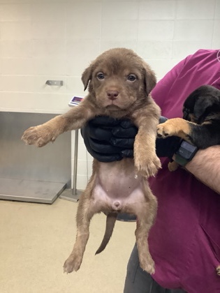 Shelter Stray Female Dog last seen Lubbock, TX 79412, Fort Worth, TX 76119